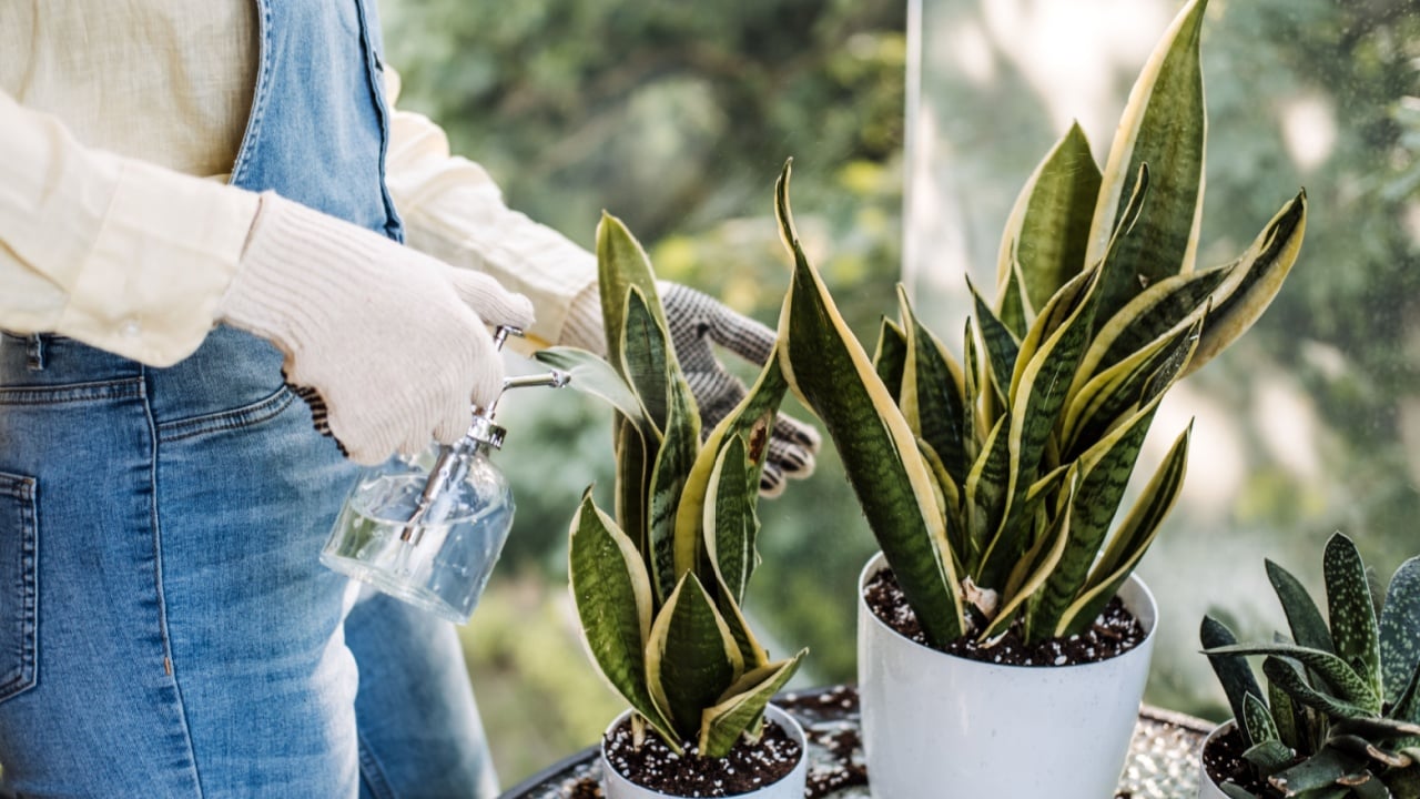 Close-up of gloved hands watering snake plants with a sprayer on a balcony. Highlights urban gardening, plant care, and eco-friendly practices.