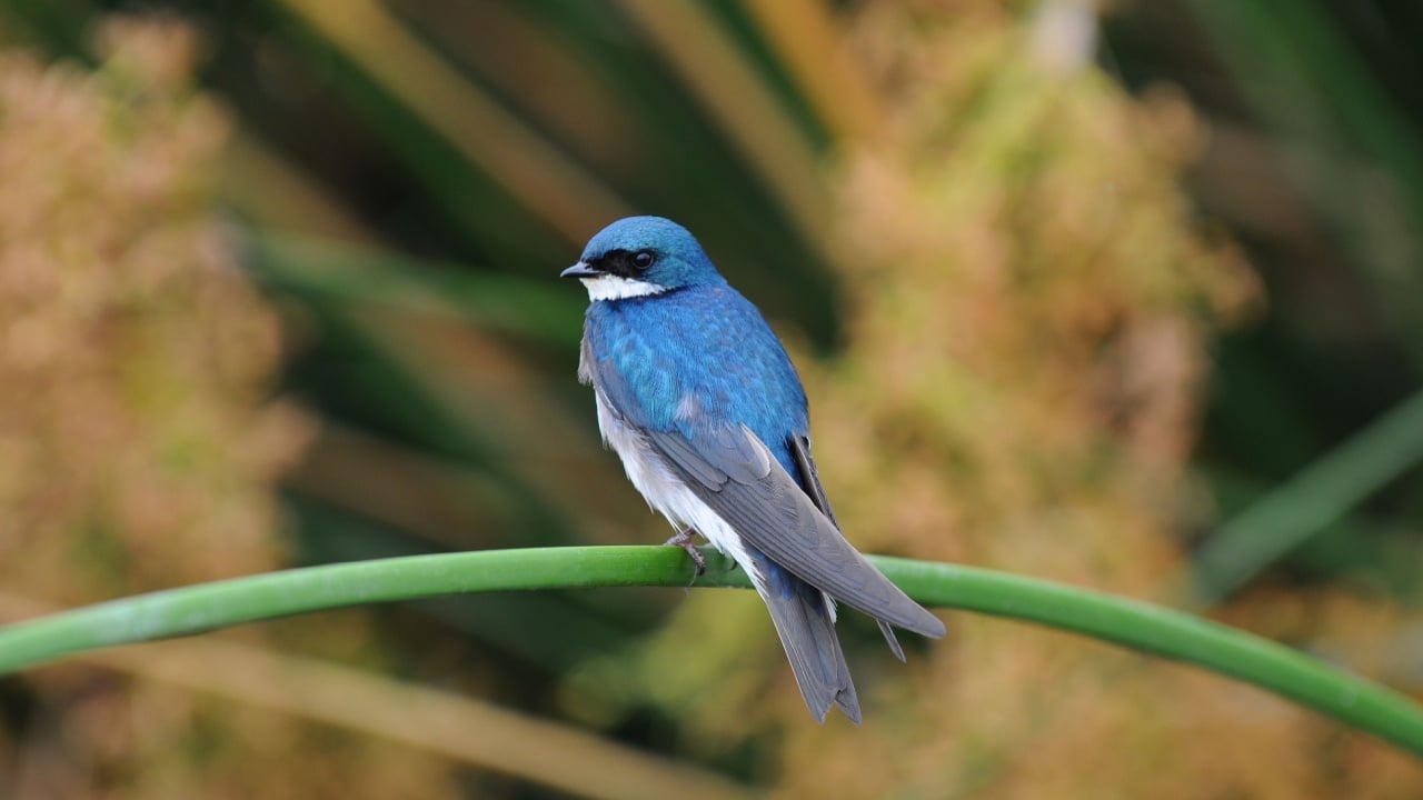 Tree Swallow, iridoprocne bicolor, perched on a reed in a marsh.