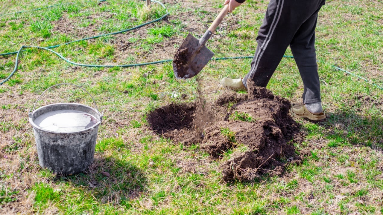 Planting fruit trees in the garden in spring. The gardener dug a hole for planting and diluted a bucket of water with a growth stimulator.