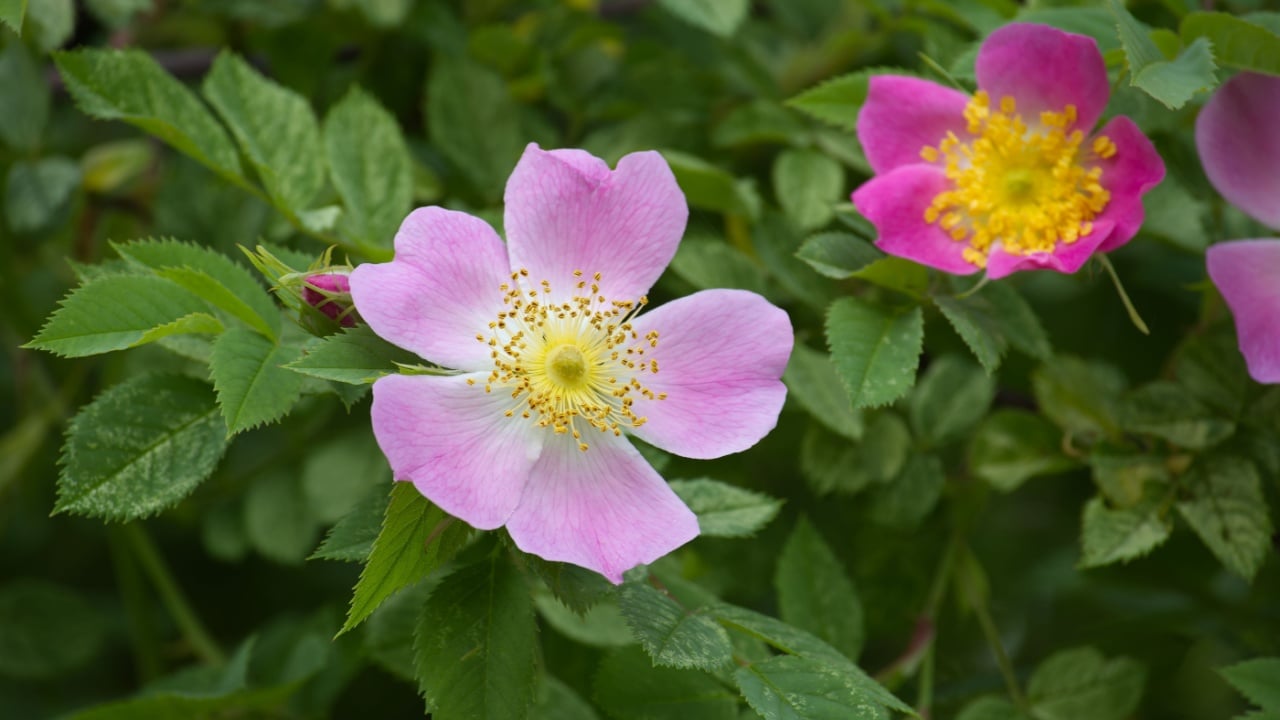 Close-up of two Nootka rose blossoms, one light pink and the other fuchsia, surrounded by green foliage in their natural habitat.