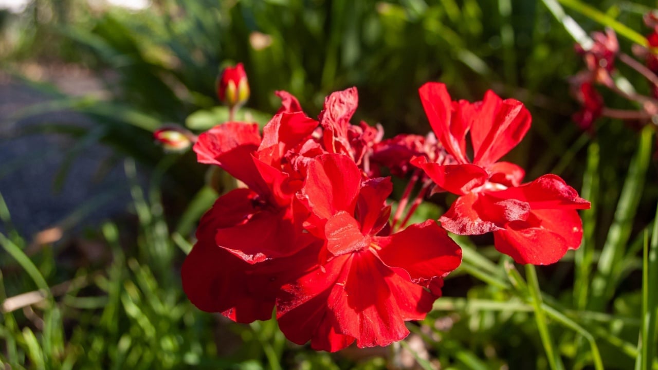 A closeup of red Ivy geranium flower in a garden