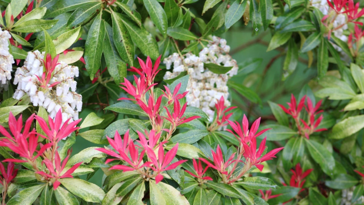 Close-up of Pieris japonica, also known as Japanese Andromeda, showcasing its vivid red young leaves and clusters of white, bell-shaped flowers. A stunning ornamental shrub commonly found in gardens.