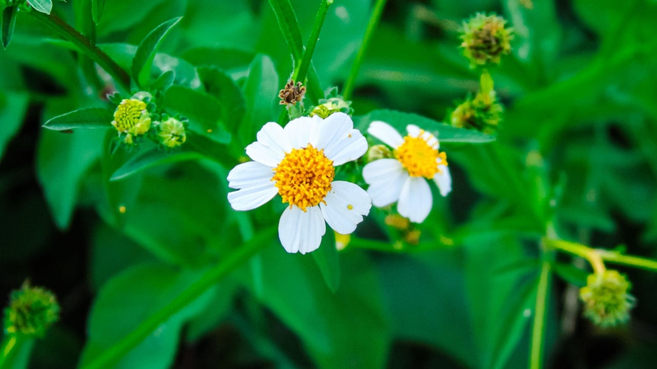 White and yellow wildflowers, Bidens alba (shepherd's needles, beggarticks, Spanish needles, butterfly needles) bloom beautifully in the bushes. Natural background of small daisy-like flowers.