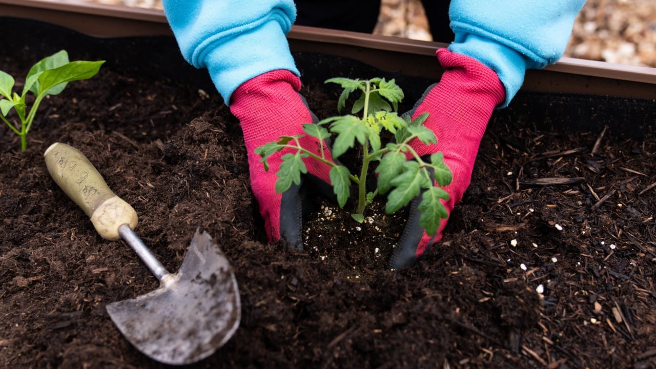Gardener Planting a Tomato Plant in Soil