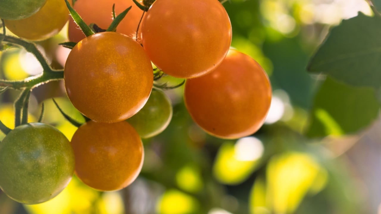 Macro of plump, juicy, orange sun gold cherry tomatoes with a bokeh background