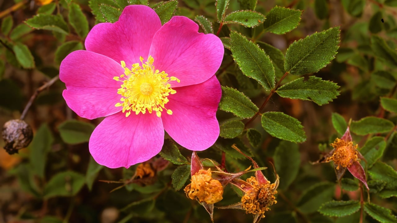 Carolina rose, Rosa carolina, a native wild rose of Eastern North America.