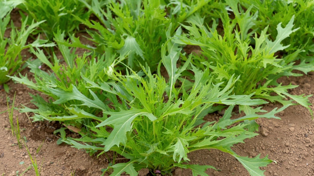 Cultivating Mizuna in an outdoor field
