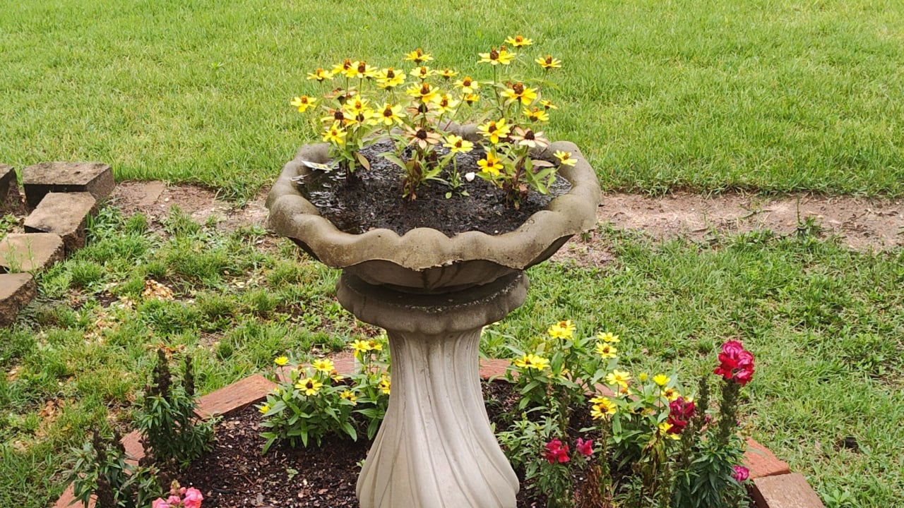 Sunny Sanctuary: Bird Bath BloomsA charming bird bath turned floral haven, featuring vibrant yellow blossoms that burst with color. 