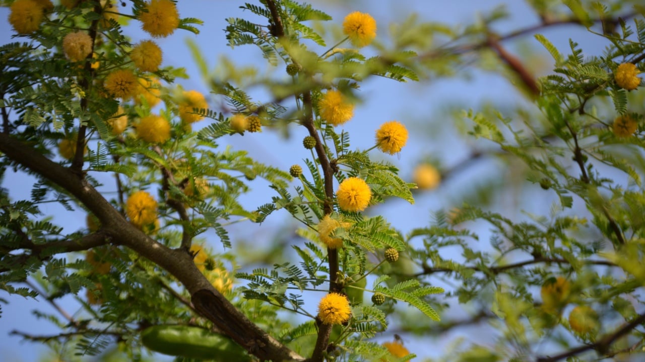 Leaves, flowers, buds and pods of the growing Vachellia farnesiana, known as acacia or sponge acacia grown in an organically