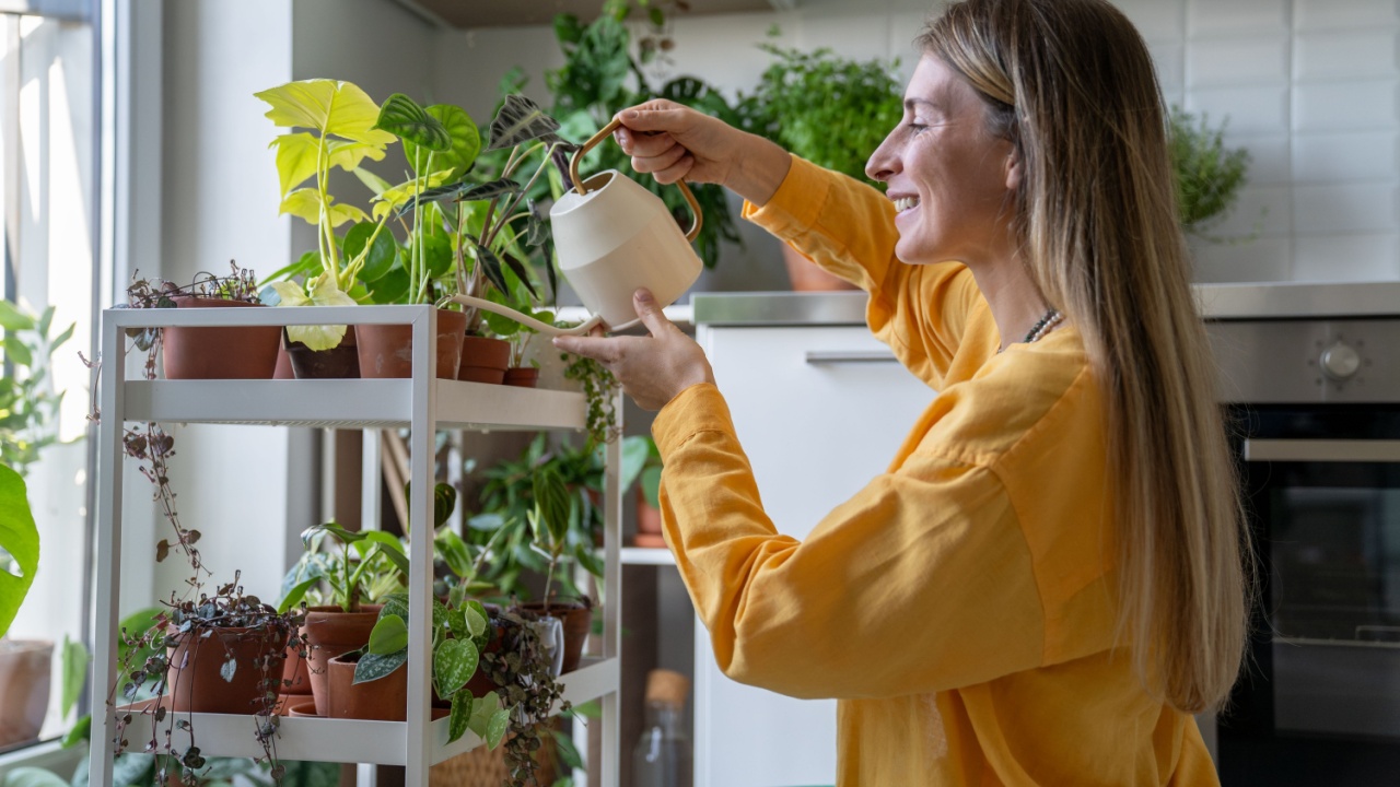 Content smiling woman watering plants and flowers on home shelves. Plant lover enjoying gardening hobby, green thumb nurturing grow, houseplant care routine, botanical passion, home horticulture