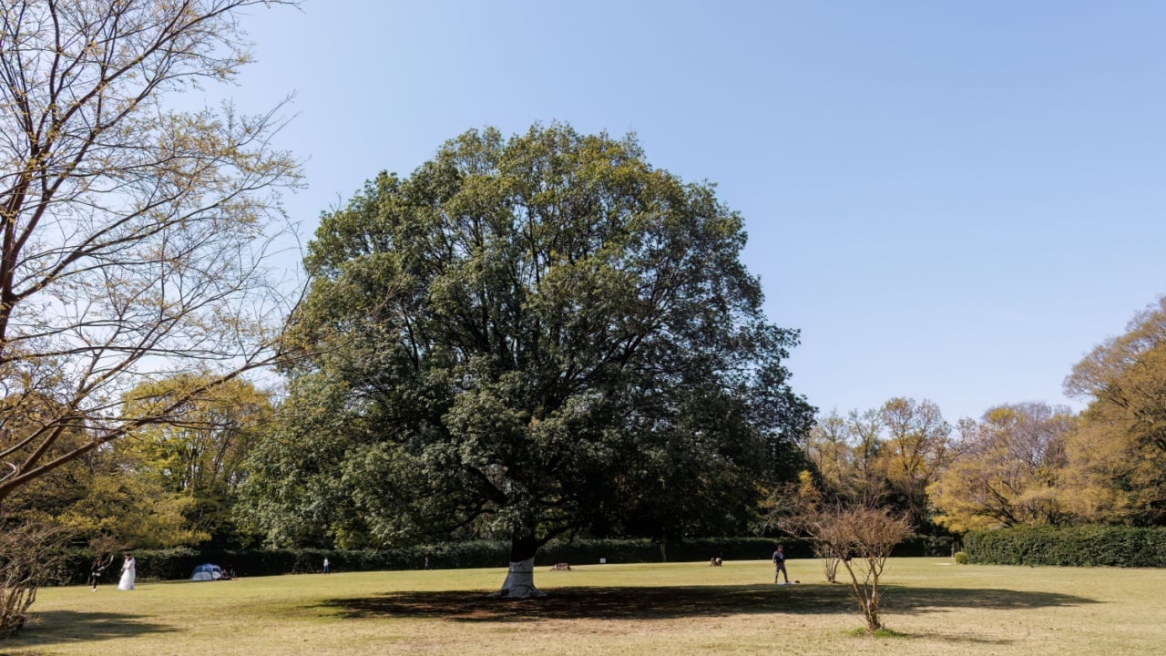 Japanese Zelkova, Zelkova serrata,Japanese white oak natural forest, Chinese evergreen oak, Quercus myrsinifolia, Higashitakane Forest Park, Nakahara-ku, Kawasaki-shi, Kanagawa -2025 