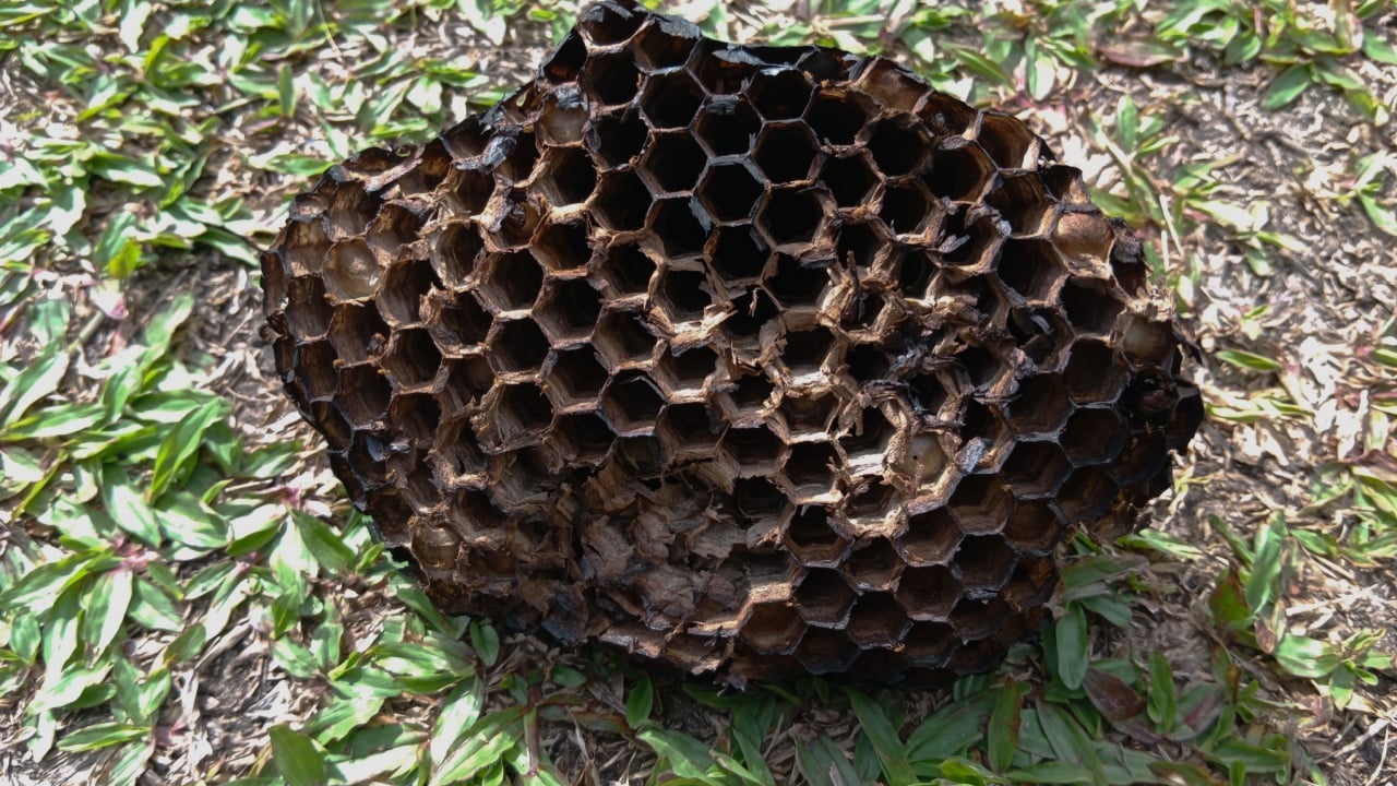 A burning wasp nest,on the grass