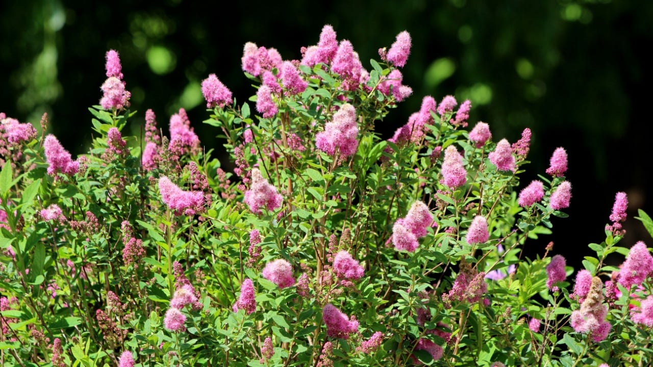Spiraea japonica, known as Japanese spirea or meadowsweet, forms a dense bush covered in bright pink, fuzzy flower spikes, attracting bees and butterflies in summer sunlight