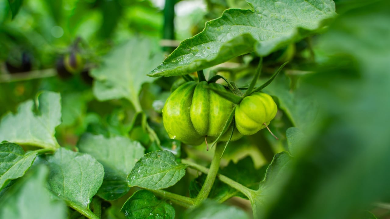 Unripe Costoluto Genovese tomato fruits close-up.
