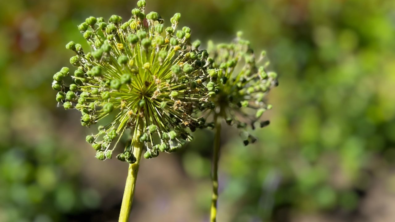 Allium vineale, a perennial herbaceous plant of the genus Onion of the Amaryllis family, seeds in an inflorescence, close-up