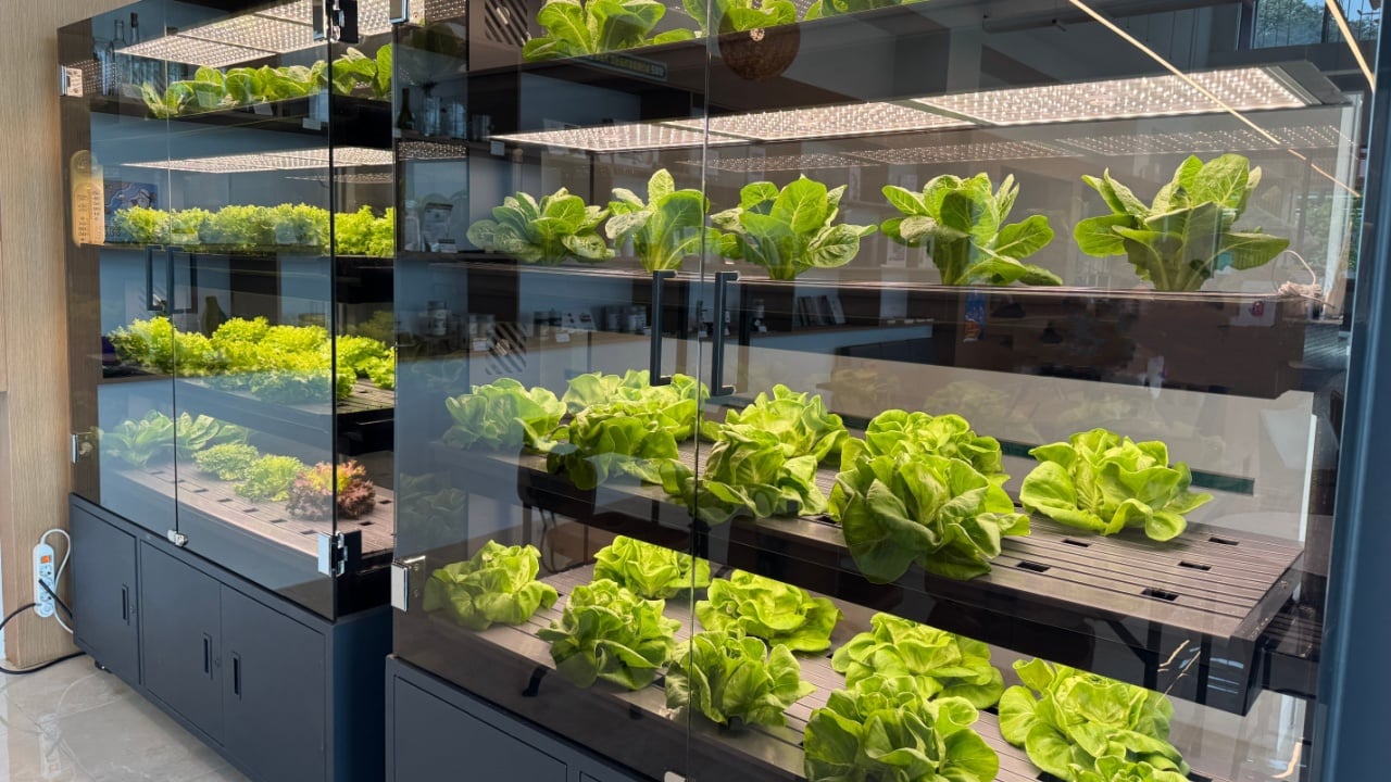 Indoor smart farm cultivating fresh green romaine lettuce under LED lighting in a modern office space.