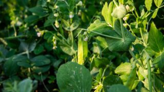 Lush green pea plants thrive in a garden, illuminated by sunlight, highlighting their healthy pods and leaves in a serene atmosphere