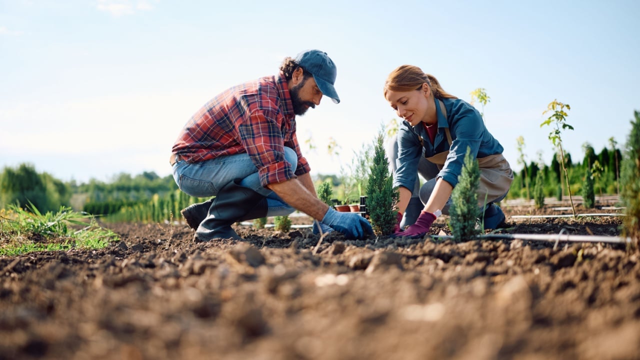 Nursery workers planting tree seedling in the ground. Copy space.