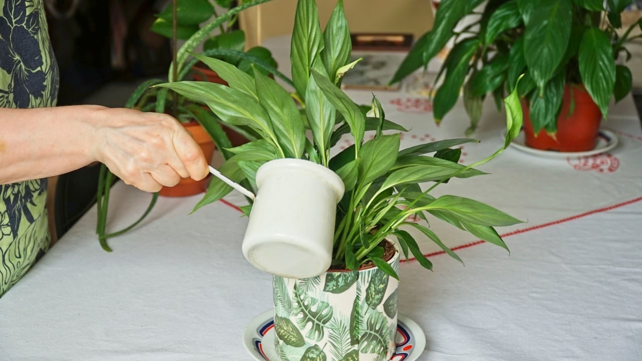 Woman watering a Peace Lily (Spathiphyllum) indoors with a rustic watering can. Caring for houseplants, nurturing greenery in a cozy home environment. Selective focus. 