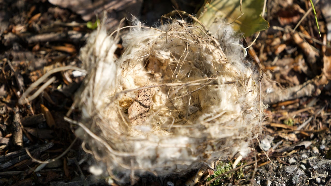 A closeup shot of a Hummingbird Nest in the forest