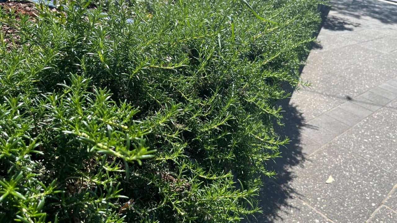 Dense rosemary bushes growing along a sunny sidewalk, with vibrant green needle-like leaves spreading outward. Concept of culinary herbs, urban gardening, aromatic plants, landscaping, and sustainable