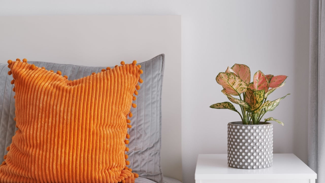 Minimalist bedroom interior with an orange pillow on a gray bed and Aglaonema potted plant on a white bedside table. Cozy modern home decor
