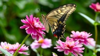 A swallowtail butterfly sucking nectar. Arthropoda Lepidoptera Papilionidae Butterfly. Papilionidae butterflies are the largest group in Japan.
