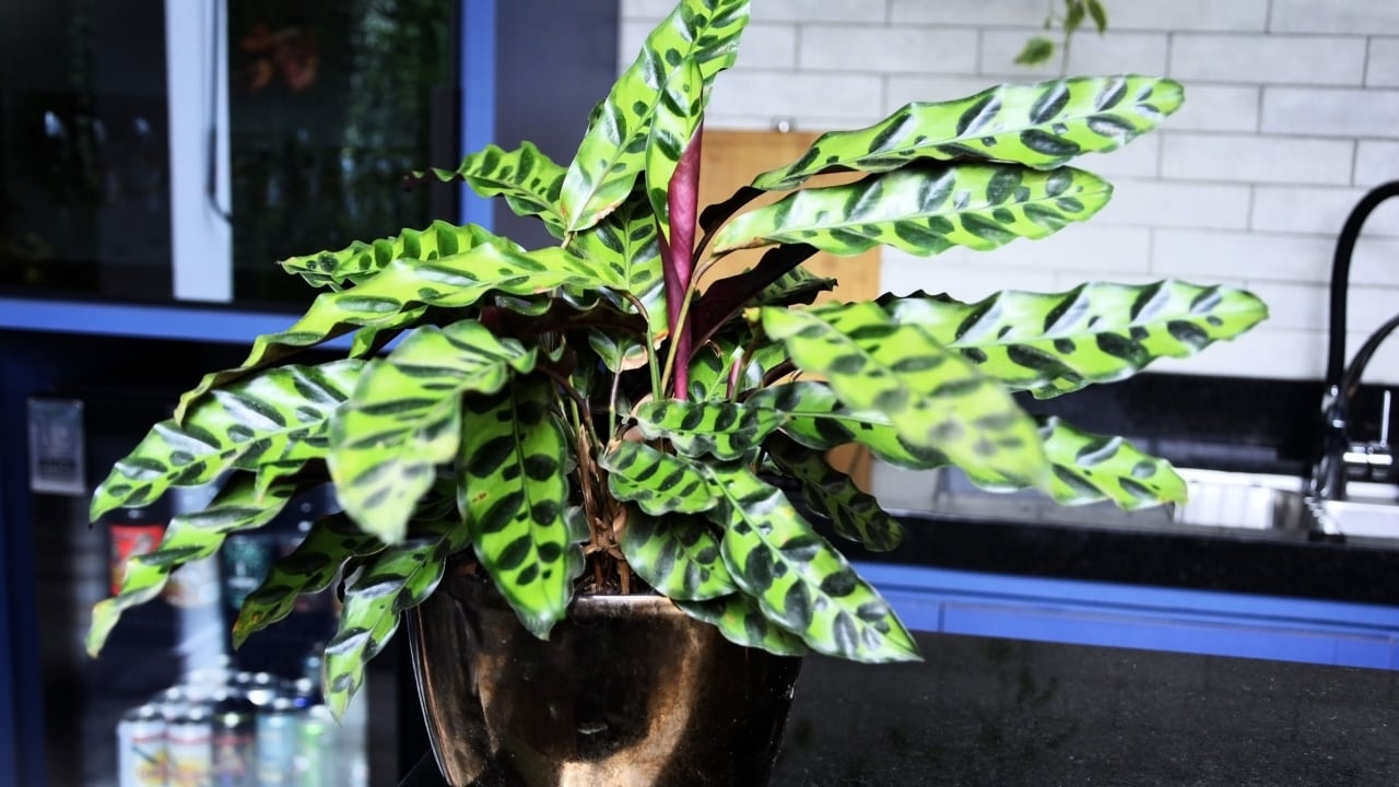 Jacare&iacute;, S&atilde;o Paulo, Brazil, October 19, 2025: The beautiful foliage of the rattlesnake plant (Goeppertia insignis) on the table in the gourmet area.