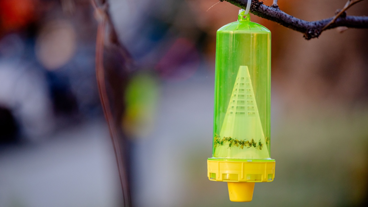 A reusable yellow jacket trap, designed to lure and capture yellowjackets, wasps, and hornets outdoors, blurred background