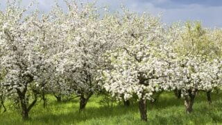 Rows of apple trees during blooming. Spring orchard.