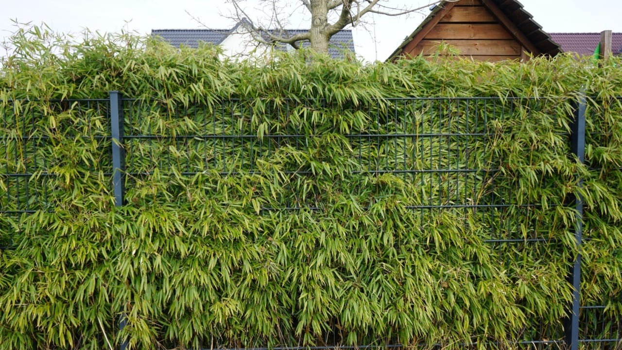 Phyllostachys aurea plants grow behind a fence in March. Phyllostachys aurea is a species of bamboo, and is of the 'running bamboo' type, belonging to the diverse Bambuseae tribe. Berlin, Germany.