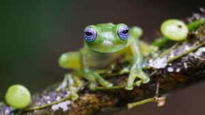 Glass frog (Sachatamia ilex) on a leaf