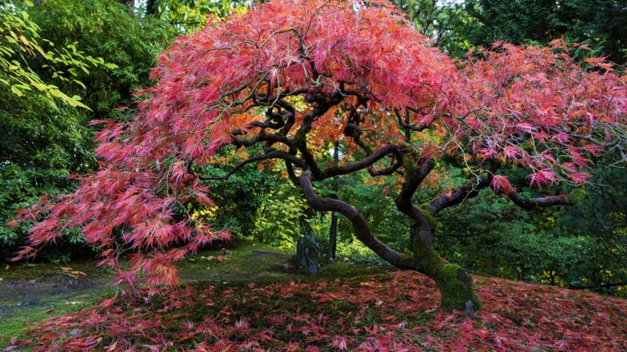 Japanese Garden, Portland, OR USA - November, 1-st 2014. Japanese Garden in Washington Park is one of the most popular attractions in Portland, OR.