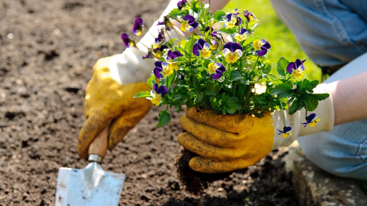 woman planting flowers in the garden