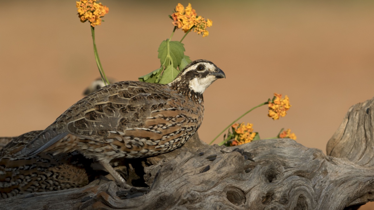 Bobwhite Quail