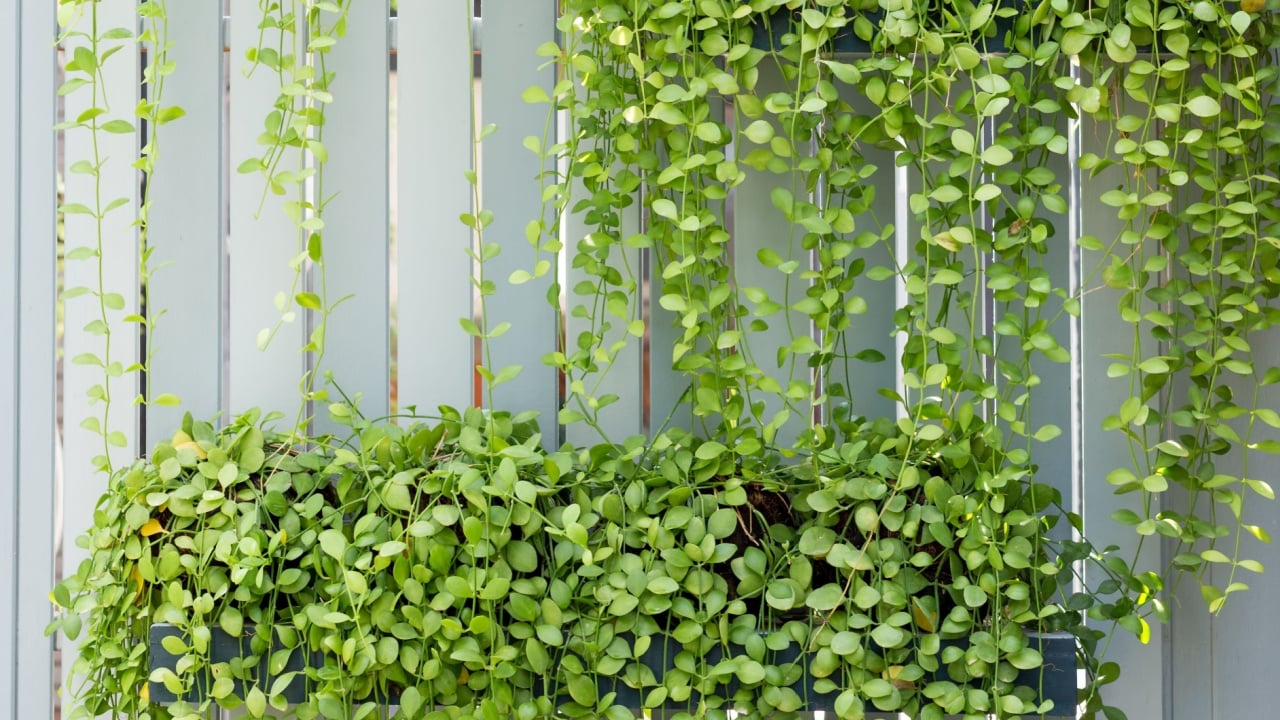 White lath blinder with hang green climber pots.