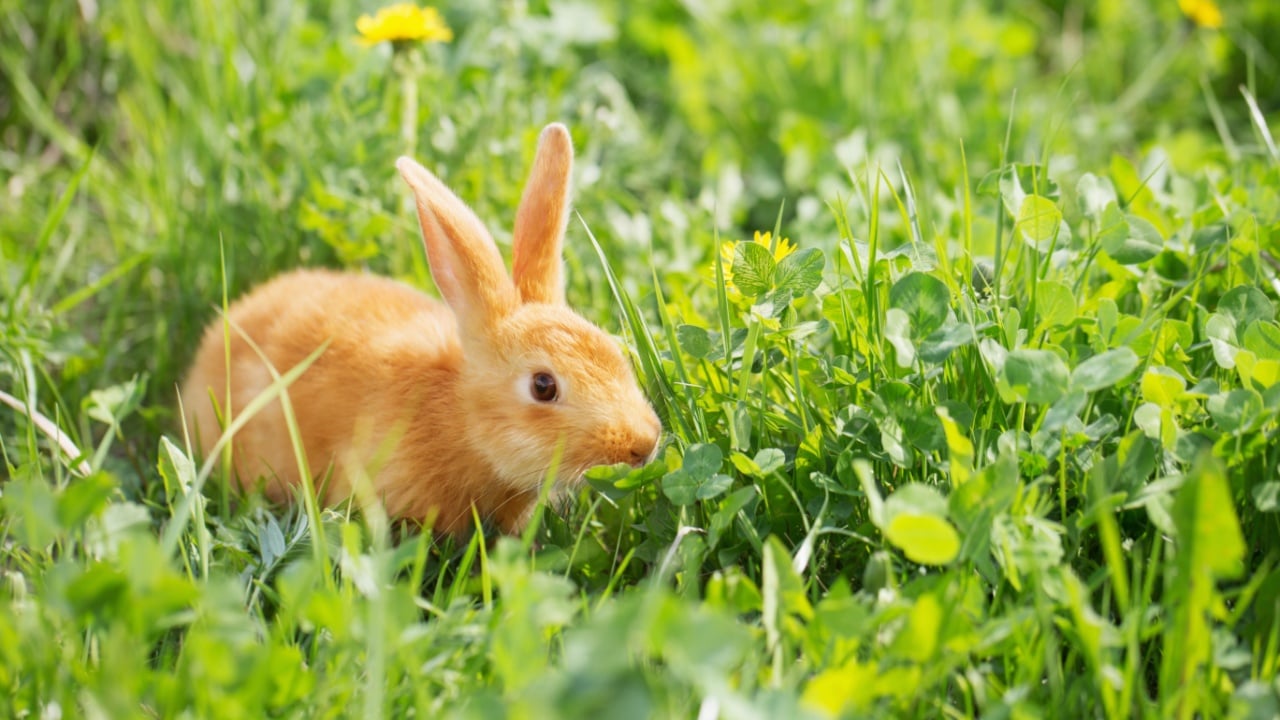 red little rabbit outdoor