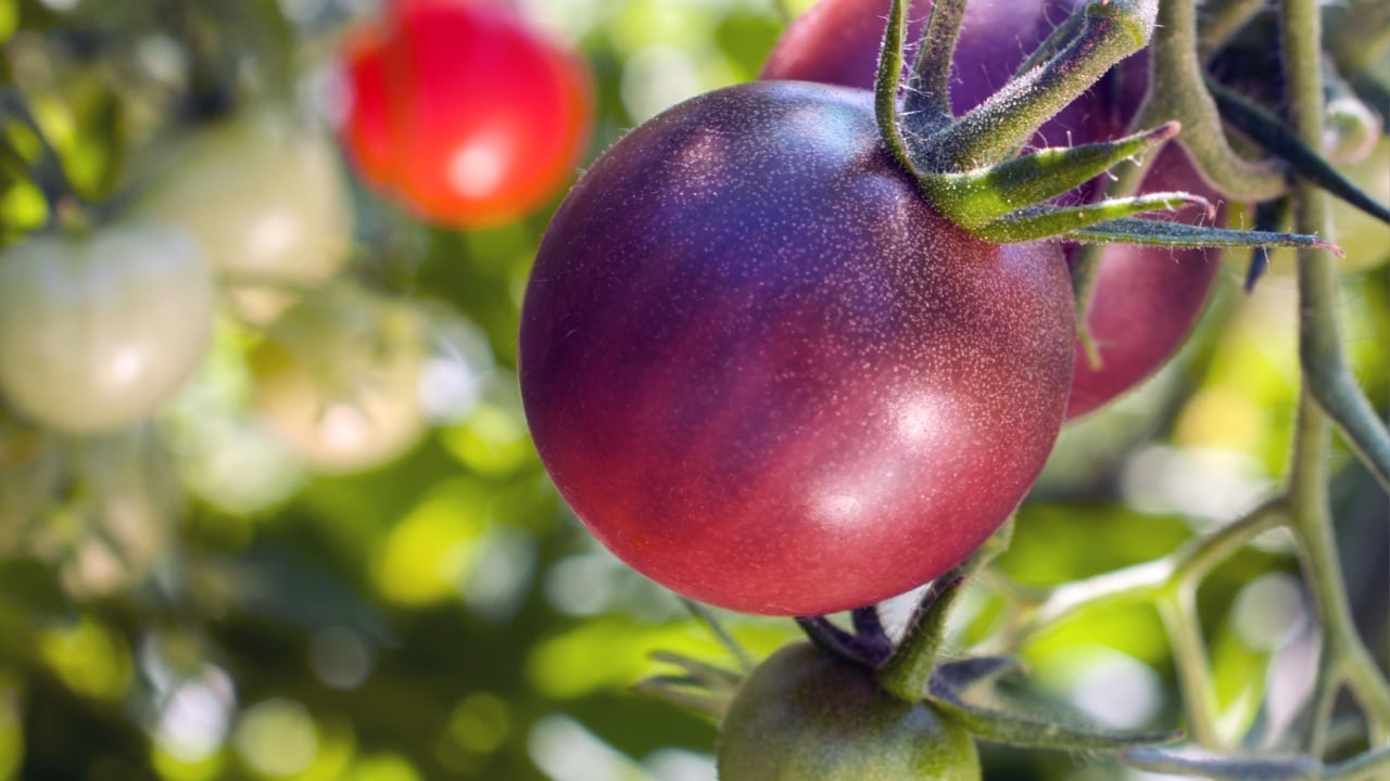 Cherokee Purple cherry tomatoes ripen on the vine with other heirloom varieties in background 