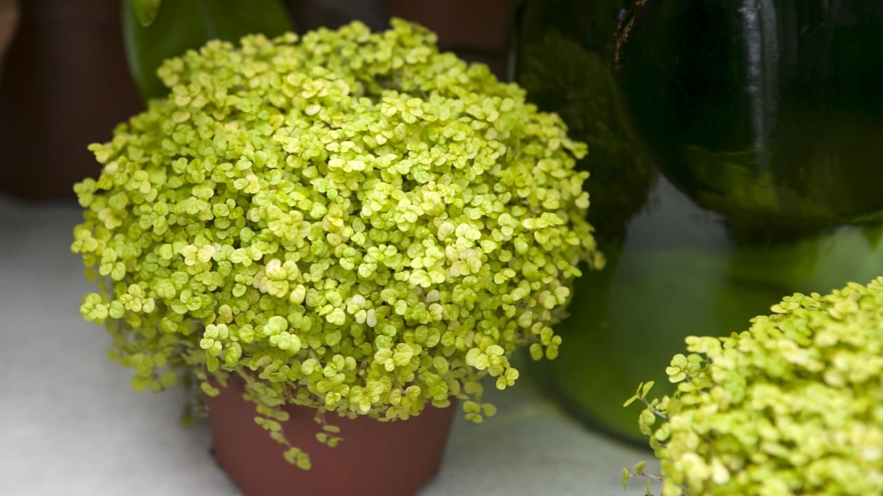 Soleirolia soleirolii (syn. Helxine soleirolii) or Baby's Tears plant in pot.