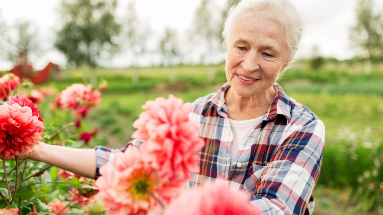 farming, gardening and people concept - happy senior woman with flowers blooming at summer garden