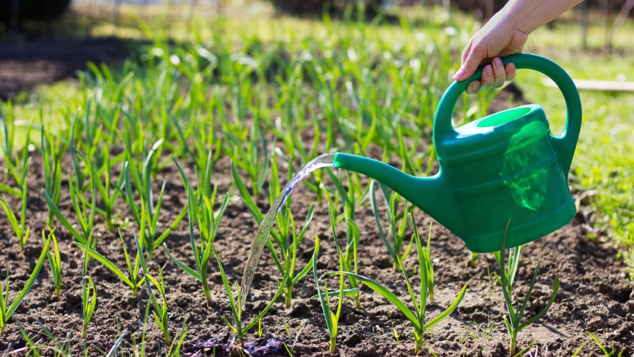 Woman watering cans garlic plant. Field of young garlic sprouts. Woman uses a plastic watering can.