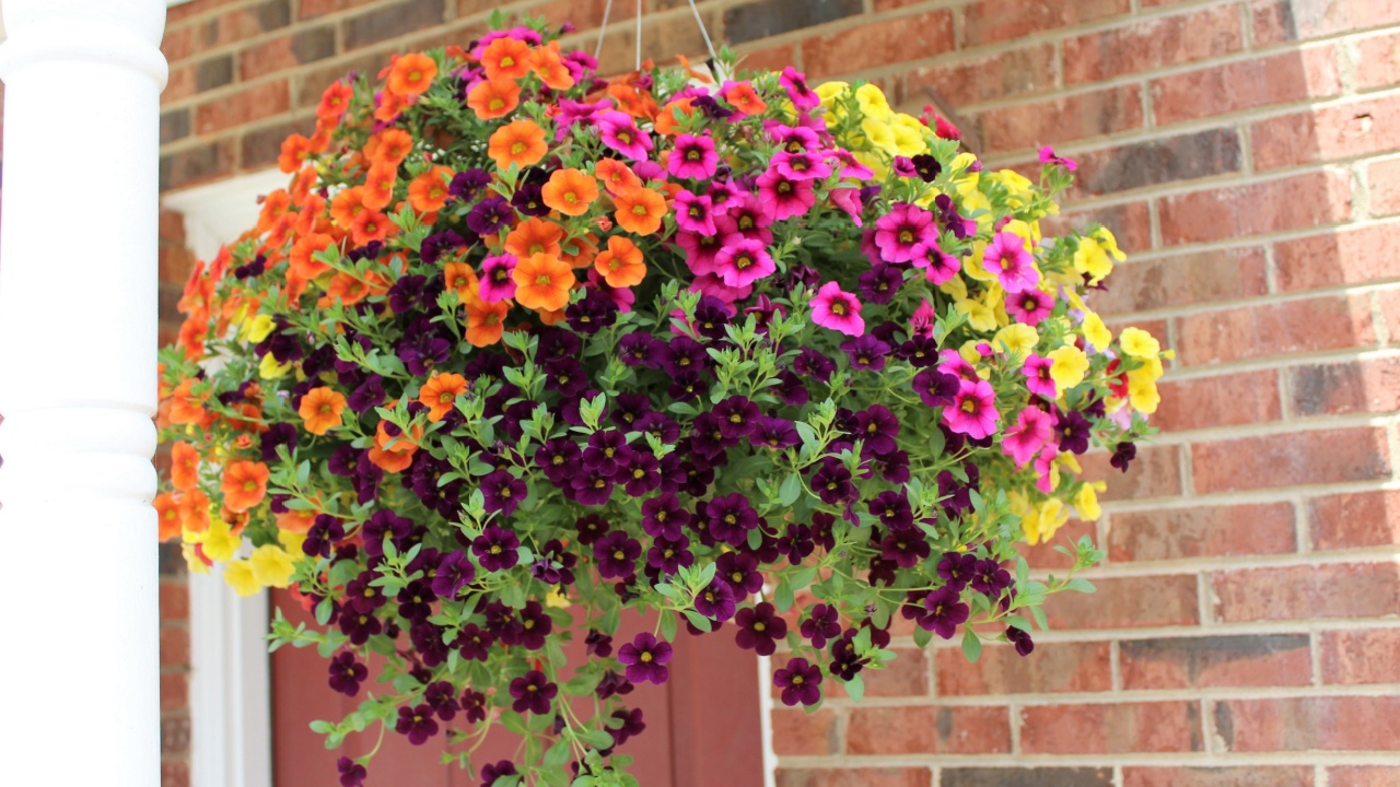 Pink, Purple, Orange and Yellow Petunias in a Hanging Basket Horizontal