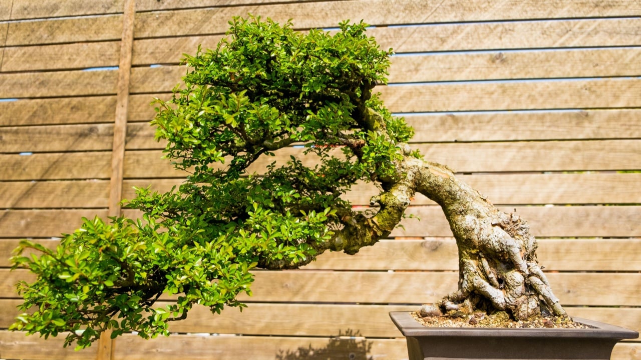 chinese elm bonsai tree in sunny day in botanic garden