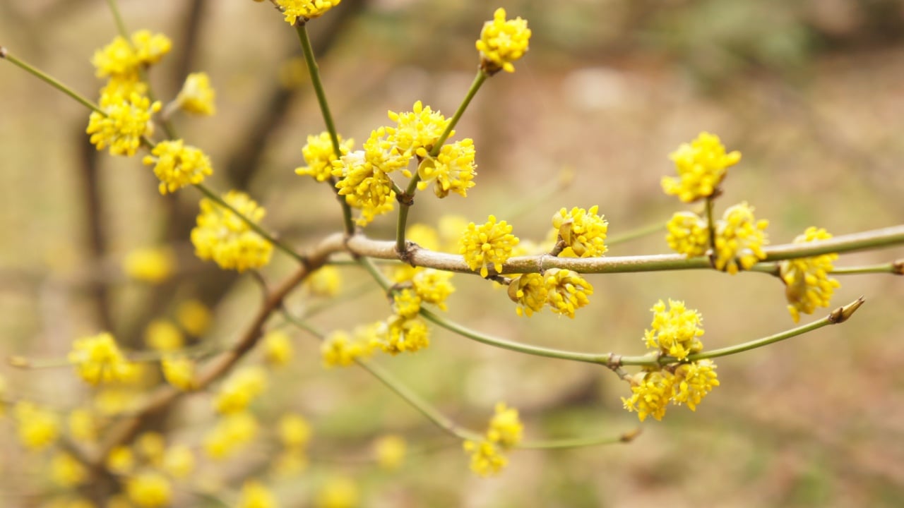 Lindera benzoin or spicebush yellow plant at spring