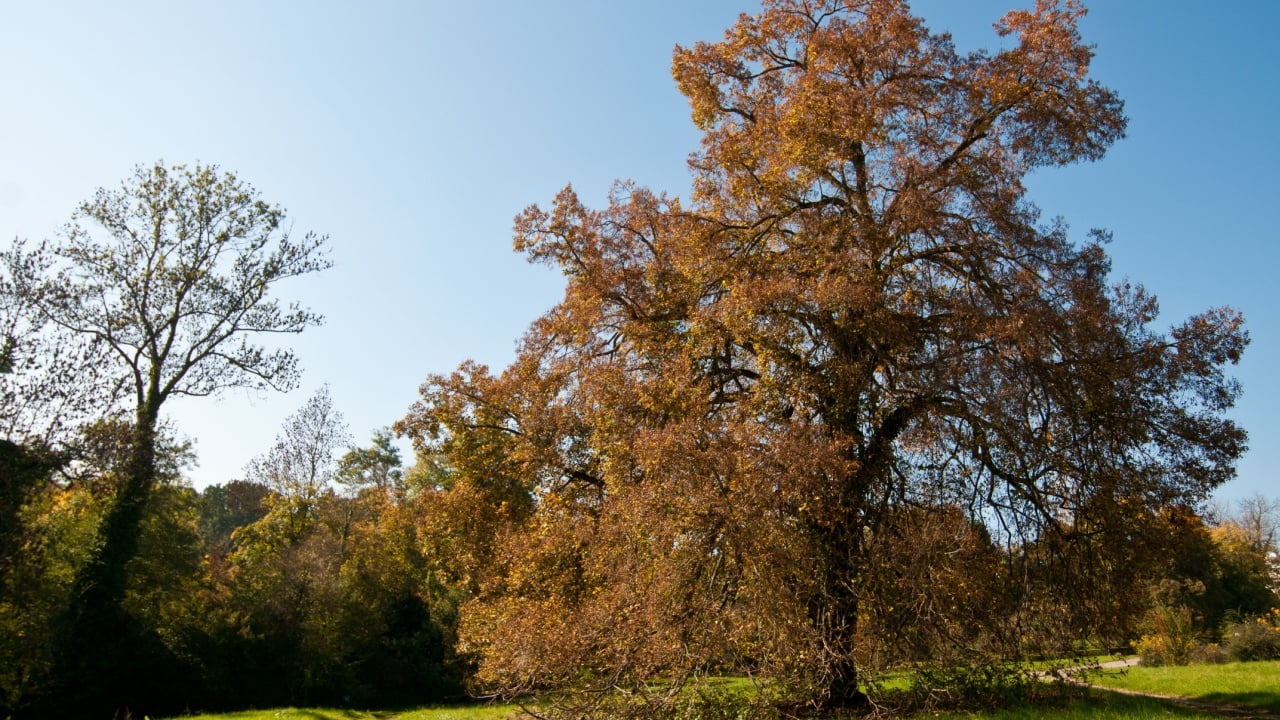 Old little-leaf linden (Tilia cordata)