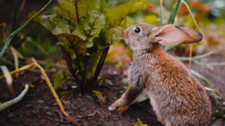 Little rabbit on the grass farm of pets. Sunset. concept is a garden rodent.