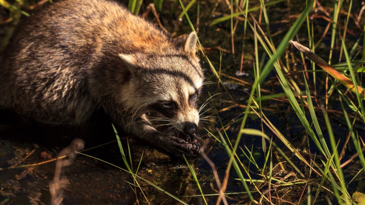 Raccoon Procyon lotor forages for food at the Corkscrew Swamp Sanctuary in Naples, Florida.