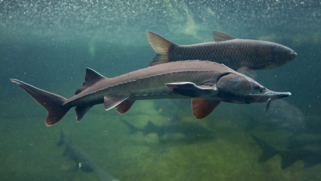 Siberian sturgeon (Acipenser baerii)