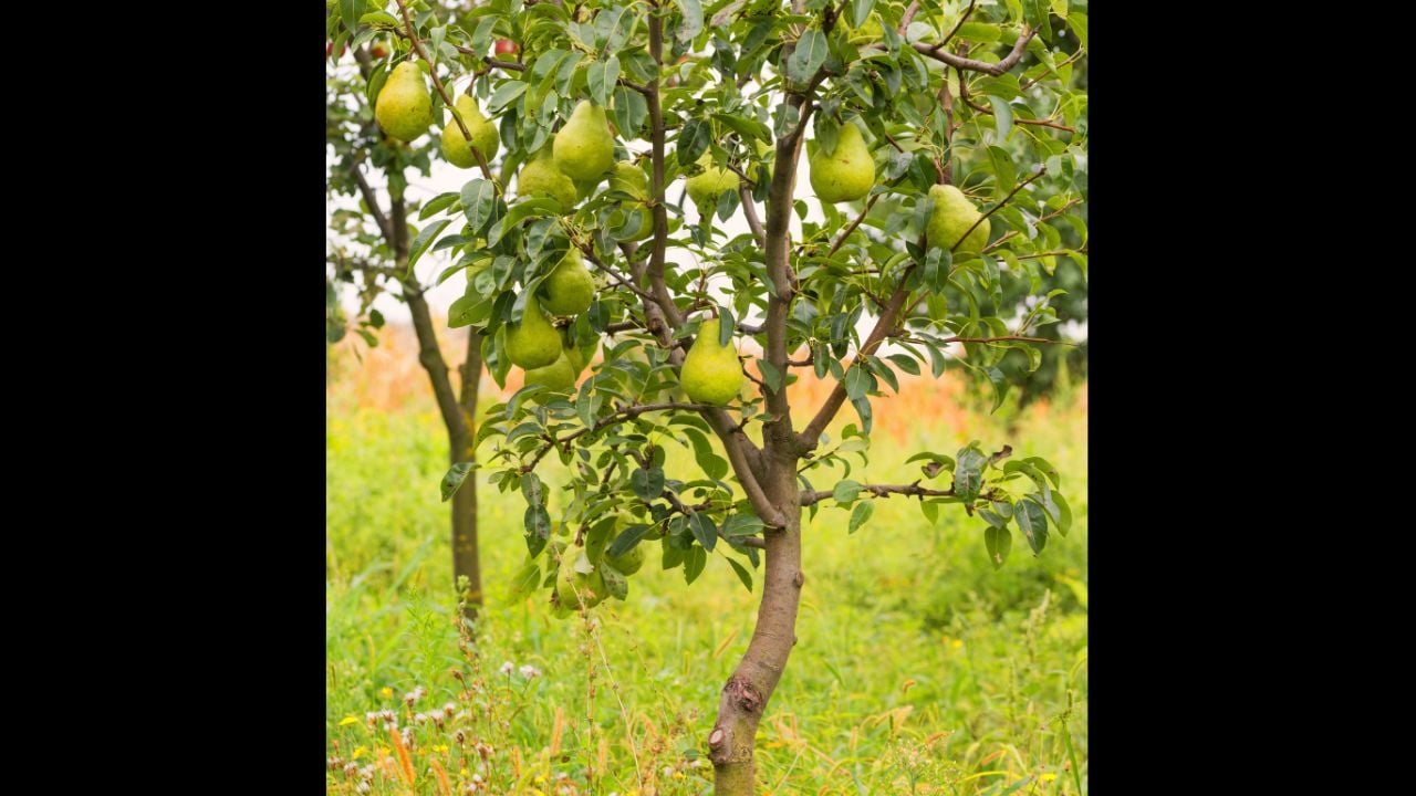 Small pear tree filled with fruit.