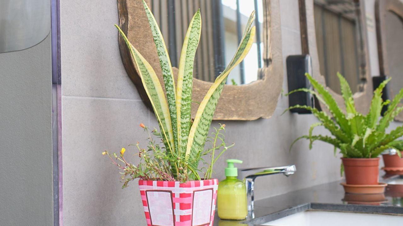 Snake Plant Sansevieria houseplant in pots at the bathroom